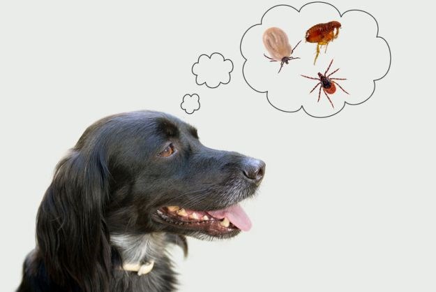 Ubodi insekata nisu uvijek bezazleni za vašeg psa