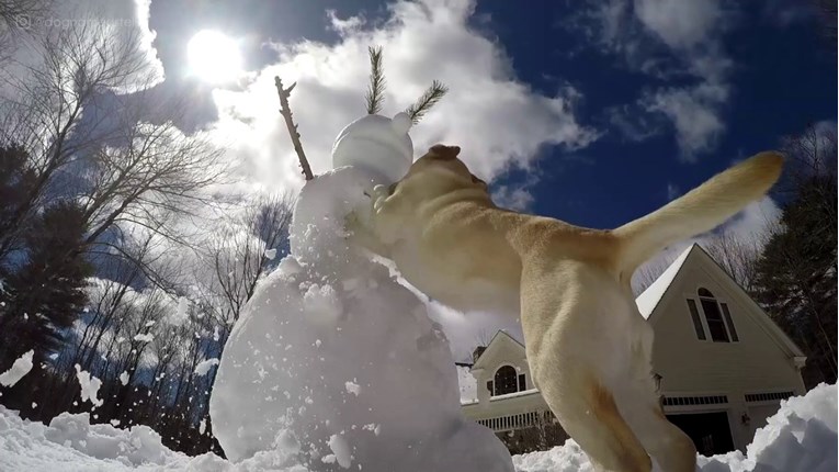 VIDEO Psi u borbi sa snjegovićem