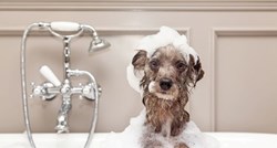 Kako psa najlakše priviknuti na kupanje?