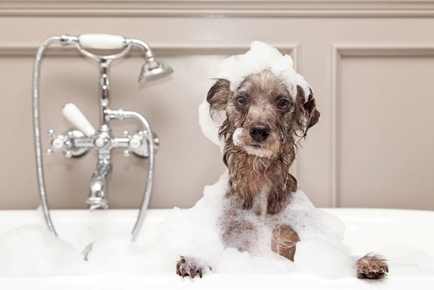 Kako psa najlakše priviknuti na kupanje?