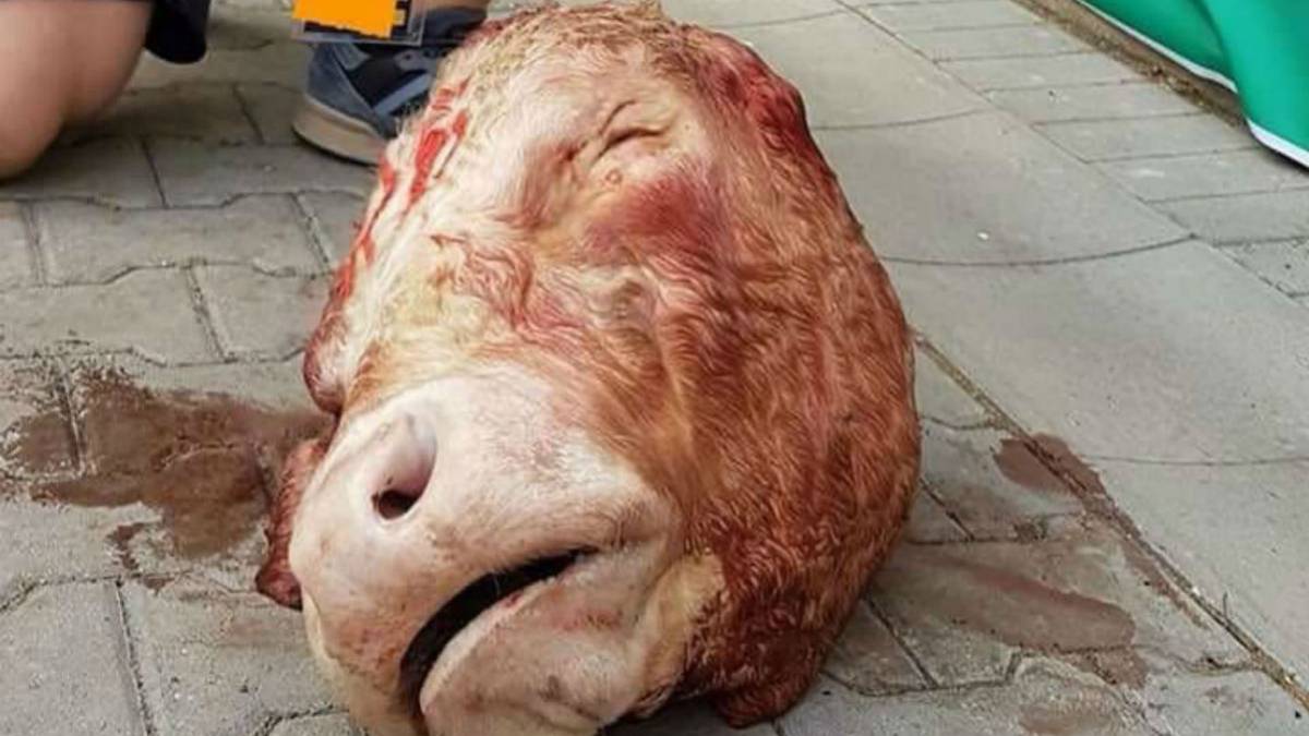 Njemački savez konačno odlučio kako kazniti bacanje kravlje glave u teren