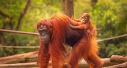 Od početka ovog stoljeća s Bornea je nestalo 100.000 orangutana