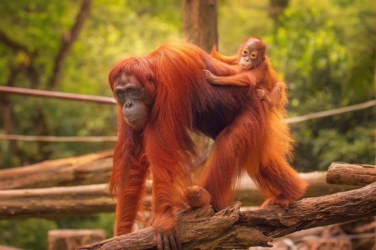 Od početka ovog stoljeća s Bornea je nestalo 100.000 orangutana