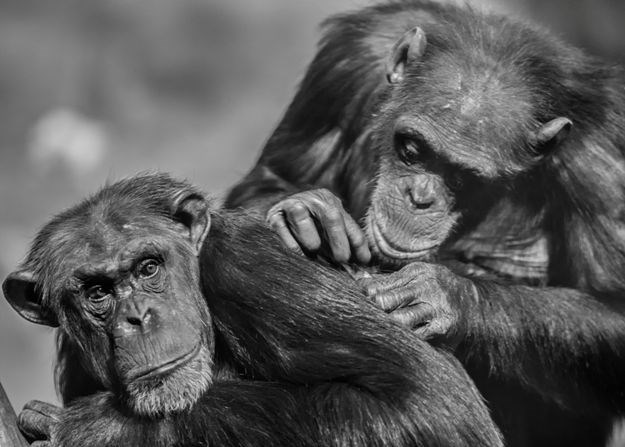 Slične ljudima: Nevjerojatne činjenice o čimpanzama