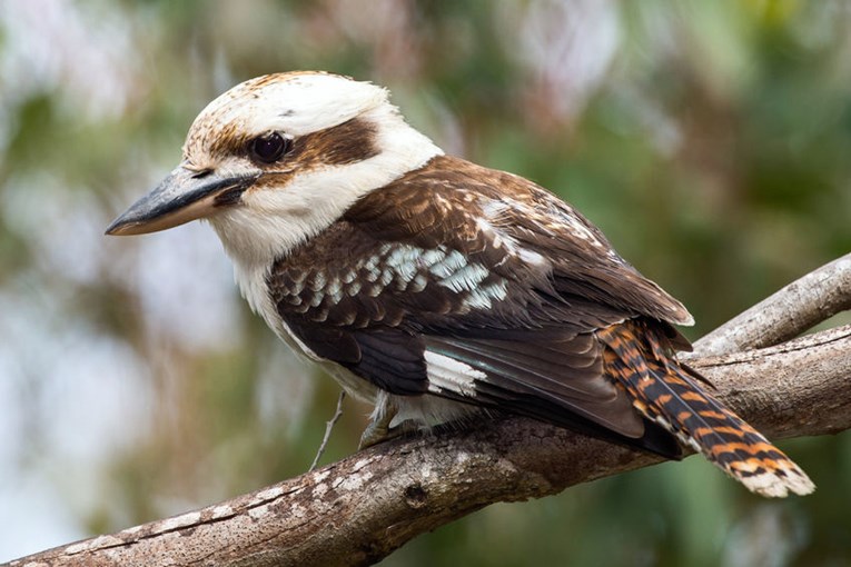 VIDEO Kad ima volje ima i načina: Australac pomoću pumpe oživio stradalu pticu