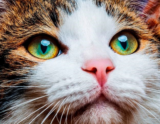 Vide li mačke boje i u mraku: Vodič kroz sve tajne mačjeg vida