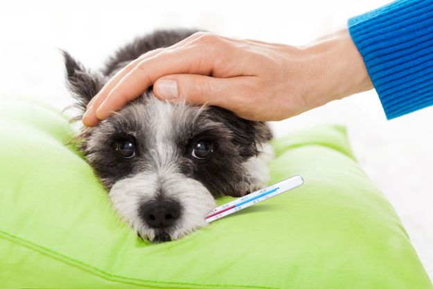Treba li vaš pas posjetiti veterinara?