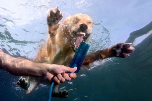 4. Morski pas: Jedinstvena morska foto revija za pomoć napuštenim životinjama
