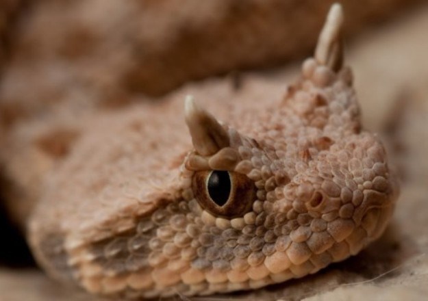 Cerastes cerastes: Snalažljiva pustinjska zmija s rogovima