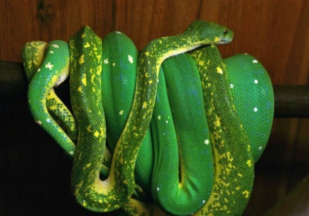Zeleni piton: Arborealna zmija koja se ne voli povlačiti po rukama