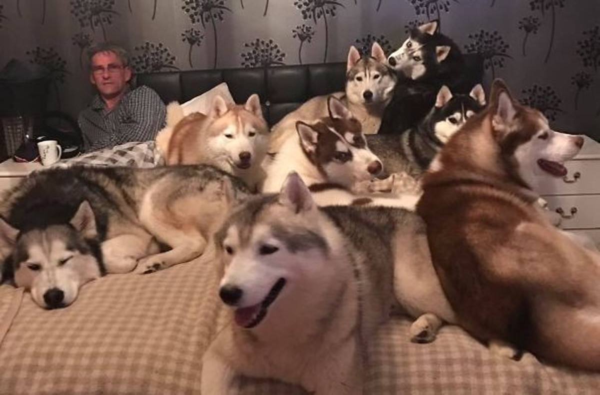 FOTO Ljudi koji imaju više od dva ljubimca pokazali su putem fotografija kako izgleda njihov život