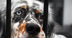 Novi zakon ne zabranjuje ubijanje pasa i pogoduje onima koji na tome zarađuju