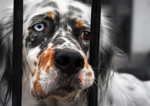 Novi zakon ne zabranjuje ubijanje pasa i pogoduje onima koji na tome zarađuju