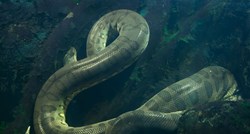 Panika u Bavarskoj: Negdje u jezeru Siferlinger krije se anakonda