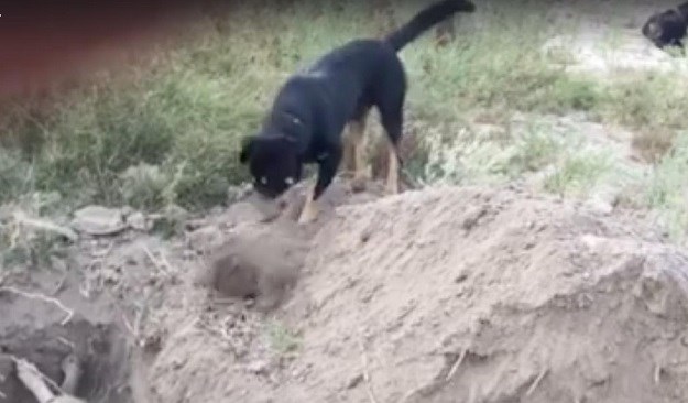 VIDEO Pas slomljenog srca vlasniku pomaže sahraniti psećeg prijatelja