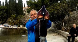 U Cavtatu uhvaćena lignja od šest i pol kilograma, pogledajte fotografije
