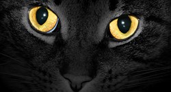 Zašto mačke vide u mraku?