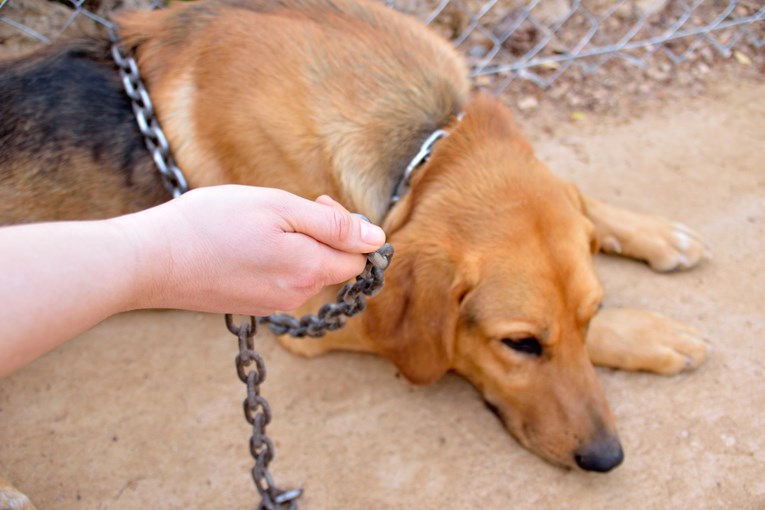 VIDEO Psi na lancu namijenjeni za borbe zahvalni su svojim spasiocima