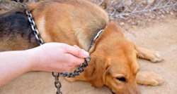 VIDEO Psi na lancu namijenjeni za borbe zahvalni su svojim spasiocima
