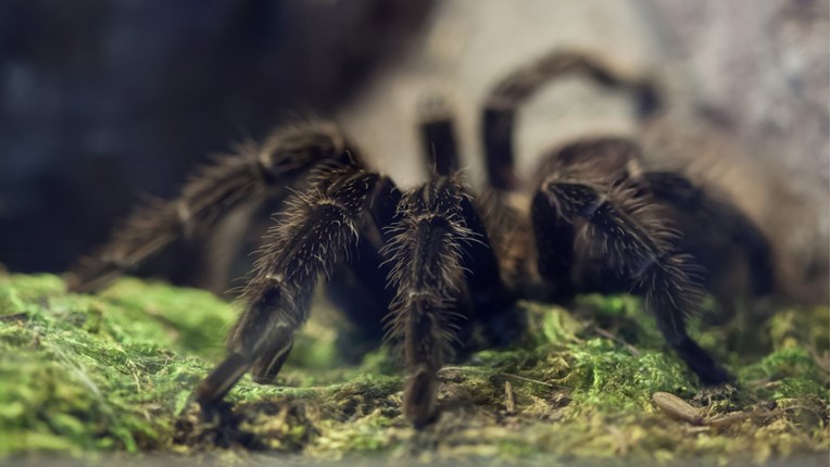 Pronađena sasvim nova vrsta velikog pauka
