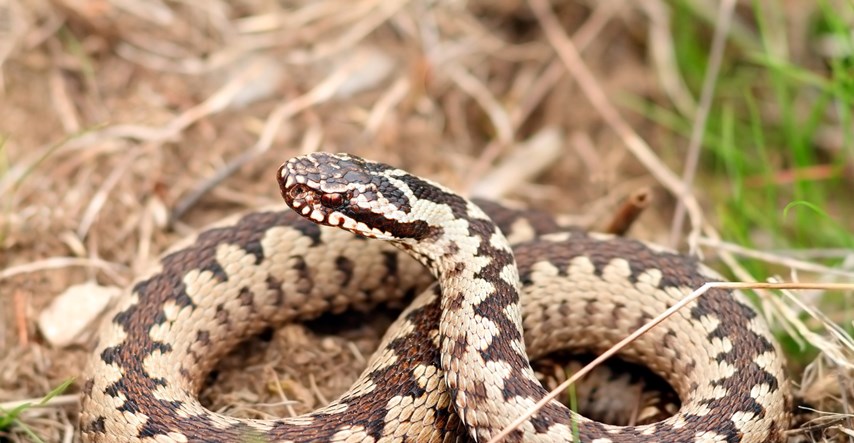 FOTO Upoznajte naše zmije i nemojte paničariti jer nisu sve otrovne
