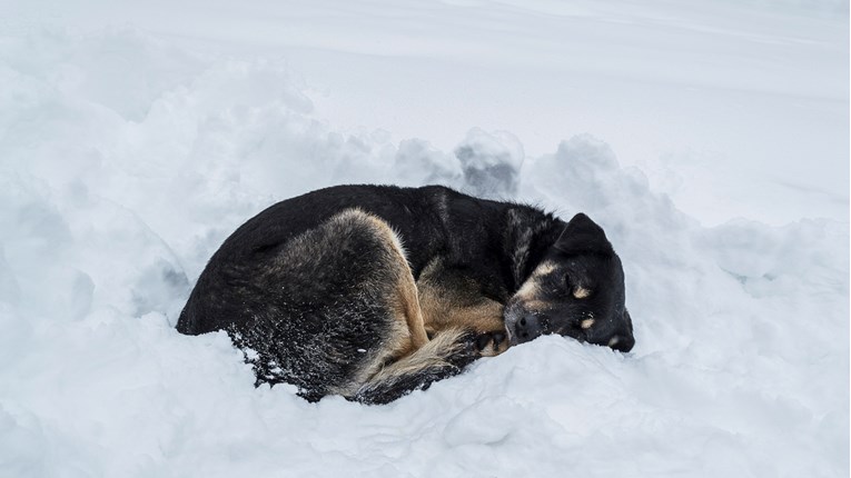 APEL Pomozite životinjama da prežive ove hladne dane