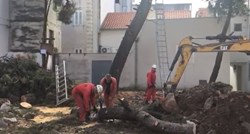 VIDEO Počelo rušenje stabala na zadnjoj zelenoj površini u Varošu: "Građevinska je izdana na suludi način"