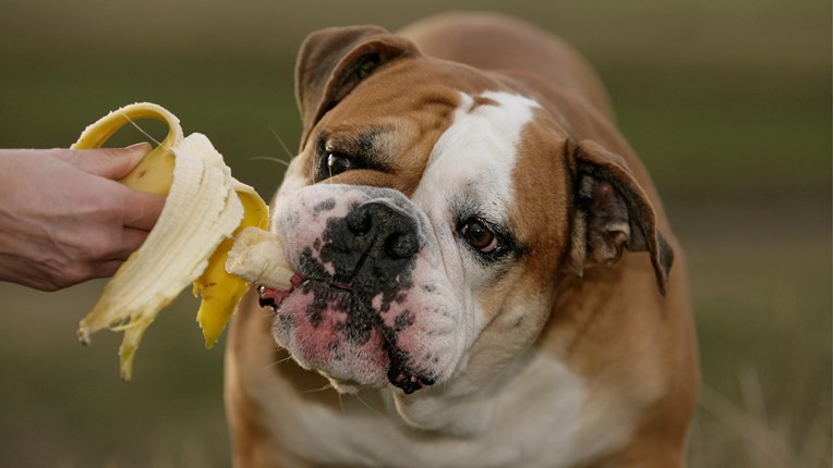 10 vrsta ljudske hrane koju možete dijeliti sa psom