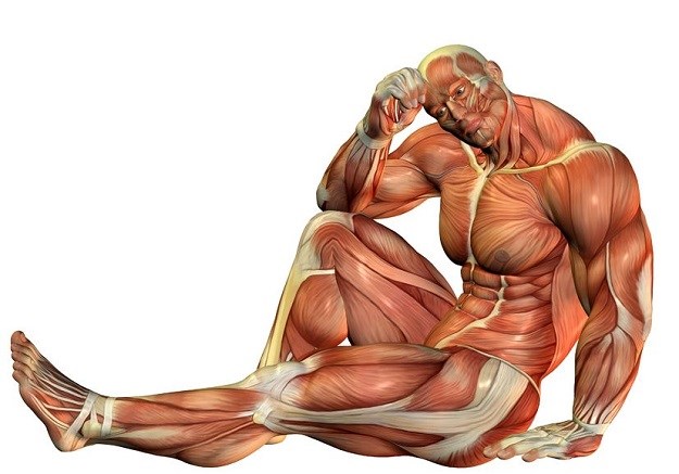 Umor i oporavak uvjetovani su mišićnim vlaknima