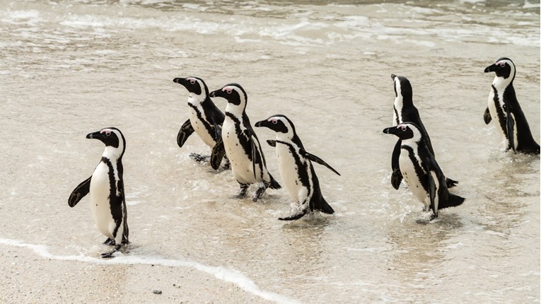 Ovo morate znati o pingvinima