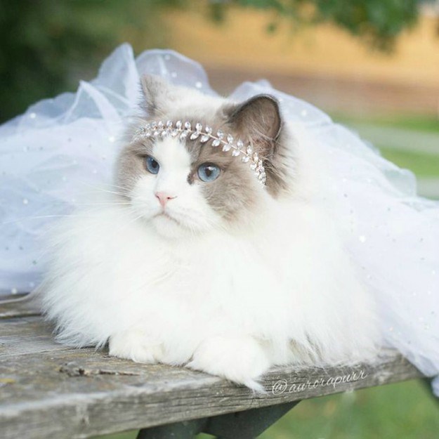 FOTO Jeste li već posjetili Instagram profil ove mačje princeze?