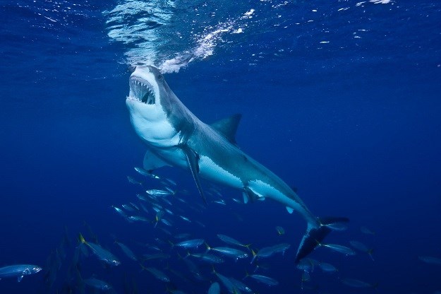 Bijele morske psine u Južnoafričkoj Republici samo što nisu izumrle