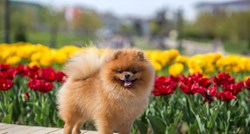 Saznajte koje su biljke otrovne za vaše pse