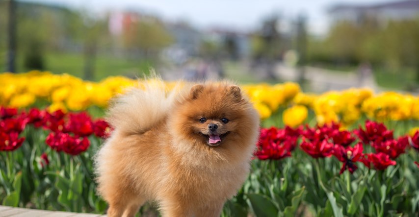 Saznajte koje su biljke otrovne za vaše pse