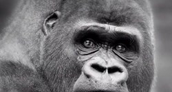 Zašto je cijeli svijet ustao protiv mame zbog čijeg je djeteta ubijena gorila?