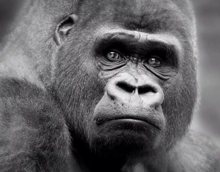 Zašto je cijeli svijet ustao protiv mame zbog čijeg je djeteta ubijena gorila?
