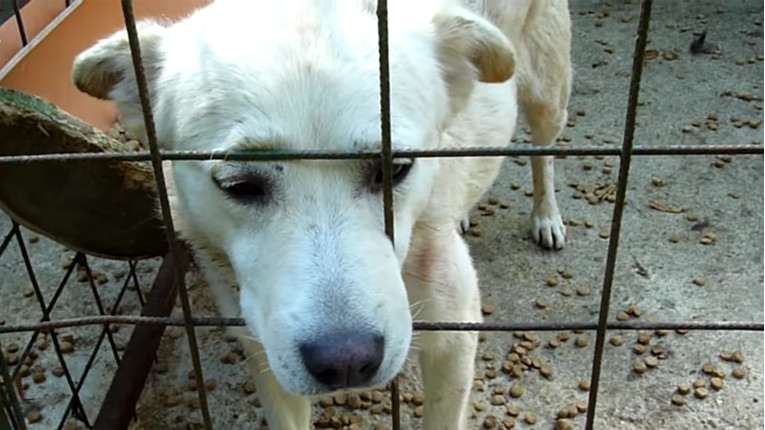 VIDEO Ovaj pas je počeo odustajati od života, pogledajte što se dogodilo