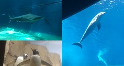 Posjetili smo najveći europski akvarij u Genovi s čak 15 tisuća životinja