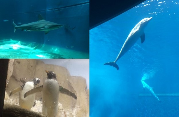 Posjetili smo najveći europski akvarij u Genovi s čak 15 tisuća životinja