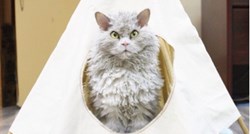 Grumpy Cat ide u mirovinu: Ovo je nova najmrzovoljnija mačka na svijetu