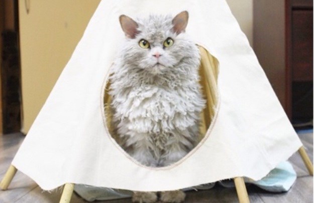 Grumpy Cat ide u mirovinu: Ovo je nova najmrzovoljnija mačka na svijetu