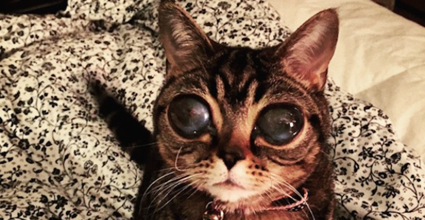 Ona stvarno postoji: "Alien mačka" Matilda osvaja društvene mreže