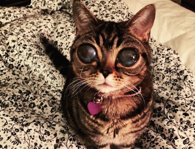 Ona stvarno postoji: "Alien mačka" Matilda osvaja društvene mreže