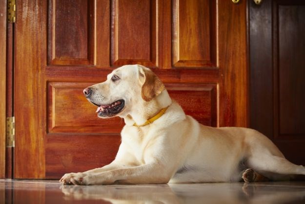 5 uobičajenih krivaca: Zašto psi gube dlaku?