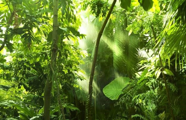 Norveška nagradila Brazil s jednom milijardom dolara zbog očuvanja amazonskih prašuma