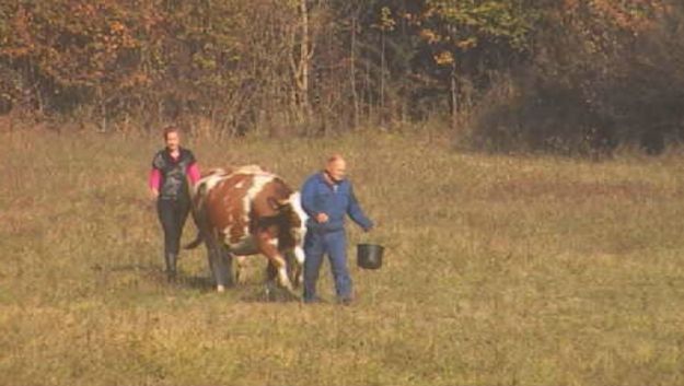 Uzbuna na Farmi, krave pobjegle s imanja