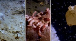 VIDEO Istraživači zaronili na dubinu od 1000 metara u Južnom oceanu, pogledajte što se dolje krije
