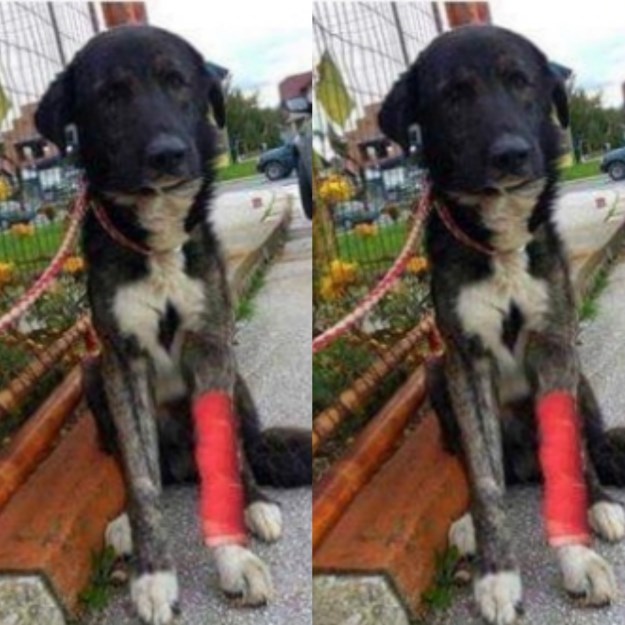 Jeste li vidjeli odbjeglog Barnija, psa s crvenim zavojem na nozi?
