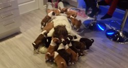 Najzabavnija kuća na svijetu: Pogledajte kako izgleda život s 16 Basenji štenaca