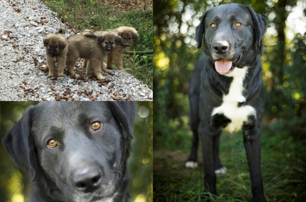 Index Ljubimci pomažu: Bleki i tri bebe traže tople domove prije hladne zime